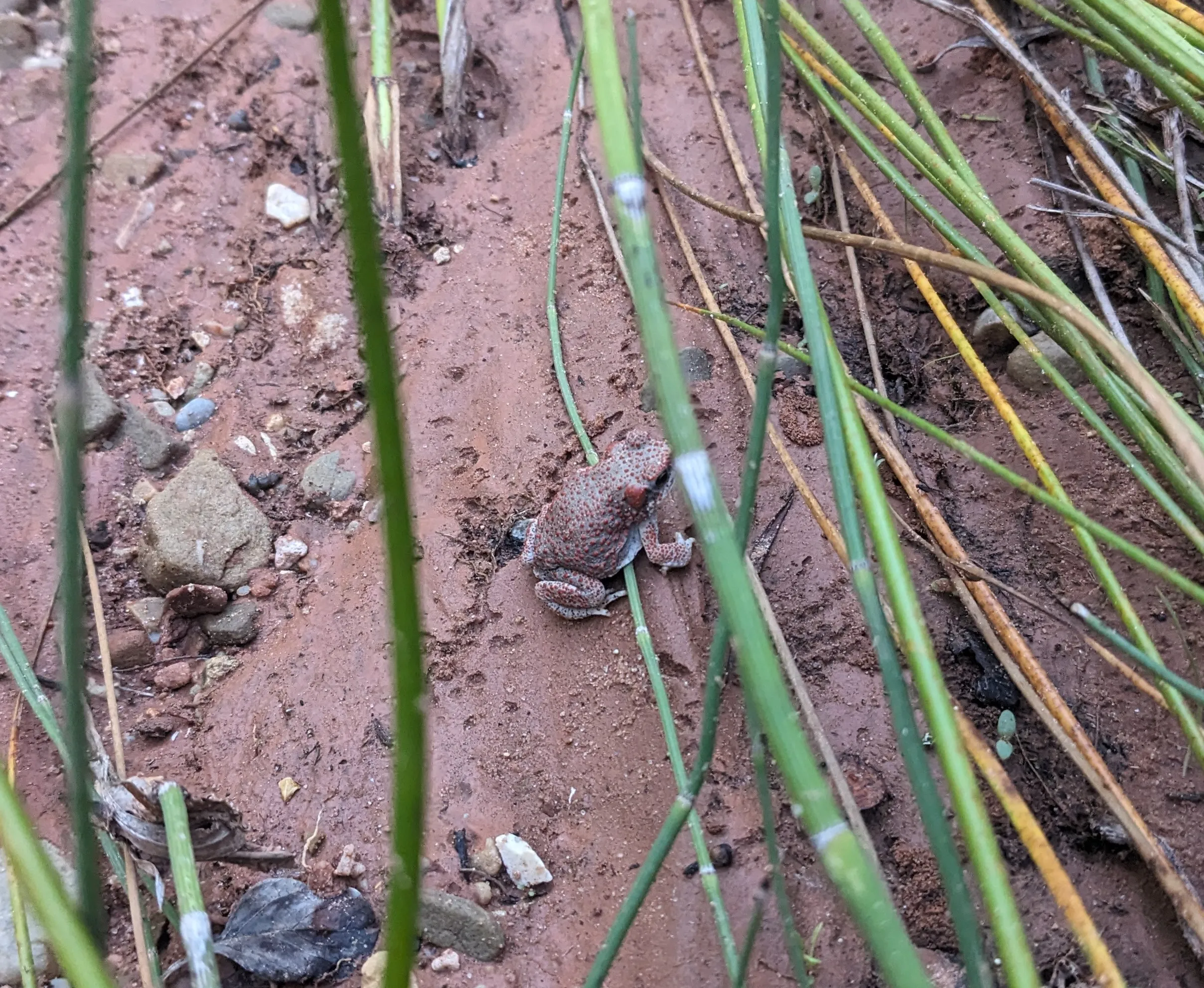 frog